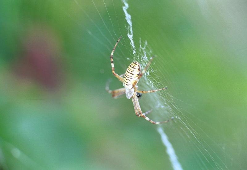 Argiope_bruennichi_F2222_Z_76_Les Gris_Frankrijk.jpg